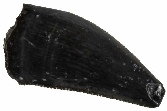 Serrated, Triassic Reptile (Postosuchus?) Tooth - Arizona #231222